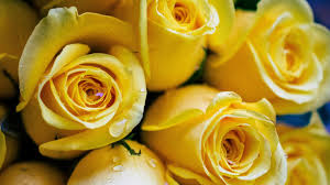 Flores amarillas este 21 de septiembre: Las 3 mejores florerías en GDL según Google