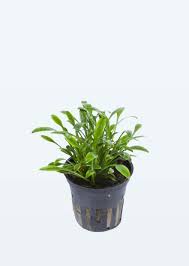It is one of the earliest cultivated aquarium plants out there. Buy Cryptocoryne Parva Online Free Uae Delivery Over 100 Aed