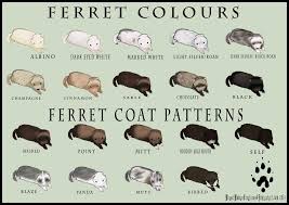 Ferret Colour And Coat Pattern Chart By Weaselwomancreations