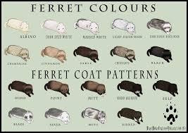 ferret colour and coat pattern chart by weaselwomancreations