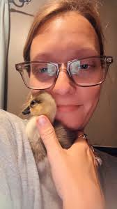 Do geese need to be in pairs or can they be alone with other birds?