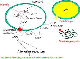 Image result for Adenosine