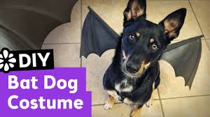 Diy Bat Dog Halloween Costume Sea Lemon Youtube