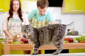 kediler icin zararli gidalar kalbimdeki patiler