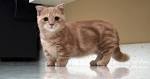 Fat Cats: 9 Big Cat Breeds - Yahoo