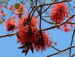 Image result for Erythrina abyssinica
