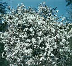 Trees are planted almost everywhere, but for forests i guess you need to do some research. Spring Flowering Trees Add Interest To Landscapes