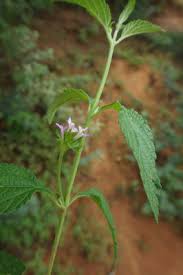 Image result for Lantana rugosa