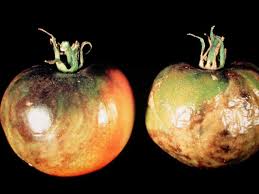 This is just a brief overview of the common pests and diseases of tomatoes. Tomato Problems