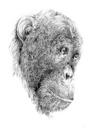 Created with graphite pencils on paper. Pencil Sketch Of A Chimp On Behance
