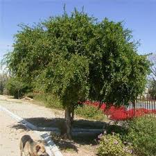 Image result for Dovyalis sp. A