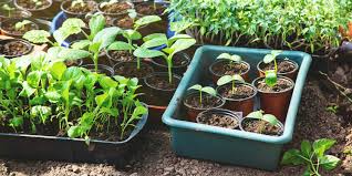 Image result for Falkia oblonga