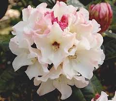 R Opal Luster Rhododendron Beautiful Flowers