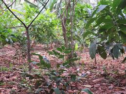 A plant has to create a lot of sugar in order produce fruits. Made In The Shade Tropical Trees And Plants That Ain T Starving For The Lime S Light The Permaculture Research Institute