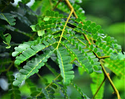 Image result for Albizia adianthifolia