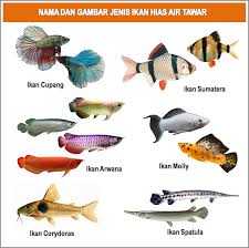 Agriculture takes 70 percent of fresh water supplies on earth. Air Masin In English