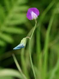 Image result for Lathyrus hirsutus