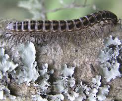 If a millipede does get into your home, are they helpful or harmful? Millipedes Backyard Buddies