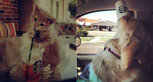 See more ideas about funny animal jokes, animal jokes, funny animal memes. I Can Has Cheezburger Coffee Funny Animals Online Cheezburger