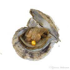 Ostra Plana Do Pacifico Caracteristicas Nome Cientifico E Fotos Mundo Ecologia
