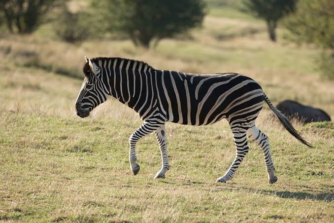 Dazzling zebra facts!