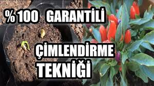 Biber Tohumu Nasil Cimlendirilir Nelere Dikkat Edilmeli Youtube 2020 Bitki Tohum Biber