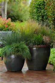 Image result for Isolepis sp.no.1
