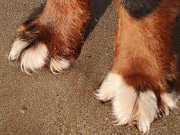 Qu'il s'agisse de chiens à vendre ou de chiens à donner, adopter un chien est un acte qui vous engage fortement et pour des années. Les Plages Pour Se Balader Avec Un Chien Normandie Tourisme