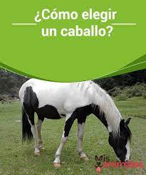 Como Elegir Un Caballo My Animals Colores De Caballos Tipos De Caballos Animales