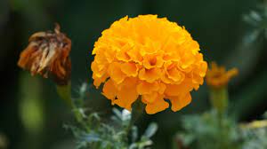 Marigold Flower Yellow - Free photo on Pixabay - Pixabay