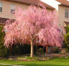 30+ varieties of flowering cherry tree suitable for small gardens. 34 Flowering Trees Ideas Flowering Trees Flowering Cherry Tree Cherry Tree