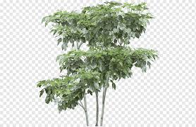 Yuk cari tahu urutannya, girls! Pohon Semak Hutan Hujan Tropis Pohon Leaf Branch Landscape Png Pngwing