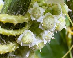 Image result for Cuscuta australis