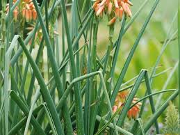 Image result for Aloe cooperi