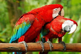 Scarlet Macaw Health and Nutrition