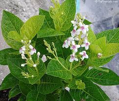 Image result for Pseuderanthemum