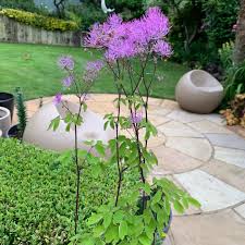 Very showy for the back of the border. Thalictrum Black Stockings Meadow Rue Black Stockings Uploaded By Suerichards