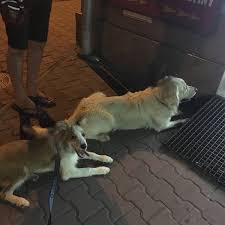 Prodavač lidl uhříněves, praha vyhledávejte mezi 134.000+ volných pracovních míst rychle & zdarma konkurenční plat plný, dočasný a částečný úvazek odběr novinek nejlepší zaměstnavatelé uhříněves, praha práce: Potraviny Texbo Uhrineves Pratelstvi 99