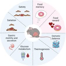 Vagal Sensory Gut–Brain Pathways That Control Eating—Satiety and Beyond -  Mendez‐Hernandez - 2025 - Comprehensive Physiology - Wiley Online Library