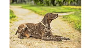 Image result for německý ohař krátkosrstý