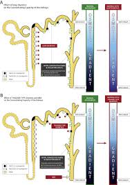 Image result for Loop Diuretic
