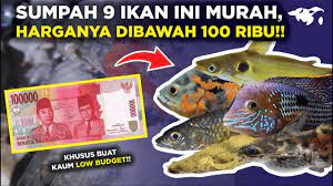 Beli ikan hias predator online berkualitas dengan harga murah terbaru 2021 di tokopedia! Murah Meriah 9 Ikan Predator Dengan Harga Di Bawah 100 Ribu Berminat Youtube