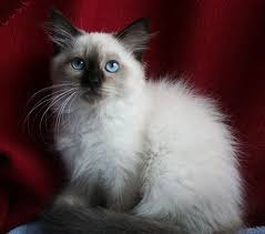 Pet adoption saves the lives of homeless dogs and cats. Pin Di Fuzzy Animals So Cute