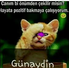 zita adli kullanicinin cuma mesajlari gunaydin mesajlari panosundaki pin hayvan mizahi komik hayvanlar komik cuma
