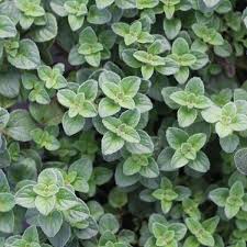 Image result for Origanum