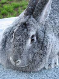 American Chinchilla Rabbit Provident Living Homestead Is Bringing Home A Breeding Trio Of These Lovelies I Cant Wait Rabbit Breeds Breeds Meat Rabbits
