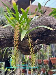 Image result for Liparis