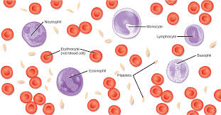 Image result for Red Blood Cell