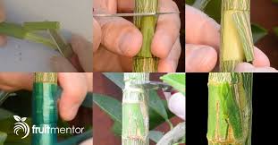 Your garden supply and advice hq. Pin On Garden Ideas