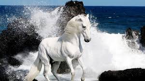 Black And White Horse Images Hd Horse Horse Wallpapers Horse Pictures Horse Photos White Horse Black Horse Horse Hd Wallpapers Beautiful Beautiful Horses Horses Horse Wallpaper